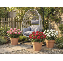 Scenă de grădină cu scaun suspendat din răchită și trei tufe de trandafiri în ghivece de teracotă