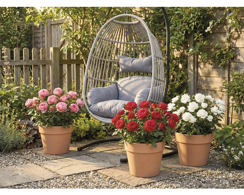 Scenă de grădină cu scaun suspendat din răchită și trei tufe de trandafiri în ghivece de teracotă