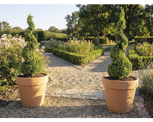 Doi buxus ornamentali spiralati în ghivece în grădină.