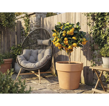 Imagine de exterior cu un mandarin într-un ghiveci de teracotă lângă un scaun de răchită în grădină