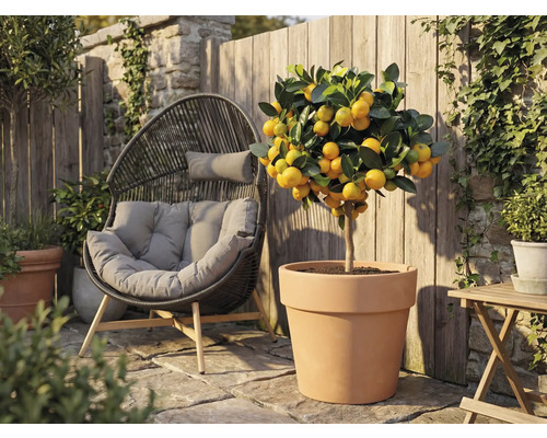 Imagine de exterior cu un mandarin într-un ghiveci de teracotă lângă un scaun de răchită în grădină