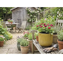 Scenă de grădină cu căsuță de grădină din lemn, grup de masă de grădină și ghivece de flori plantate pe o bancă de lemn