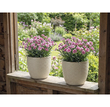 Doi garoafe în ghivece de flori texturate pe un pervaz