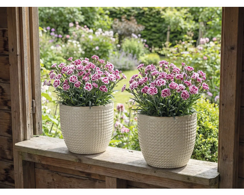 Doi garoafe în ghivece de flori texturate pe un pervaz