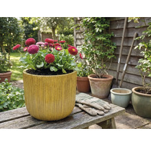 Păpădii într-un vas de flori cu caneluri verticale pe o bancă de lemn din grădină