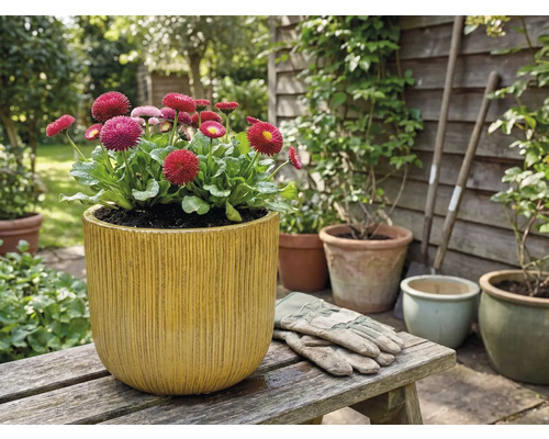 Păpădii într-un vas de flori cu caneluri verticale pe o bancă de lemn din grădină