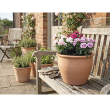 Ghiveci de teracotă cu garoafe pe o bancă de lemn în grădină.