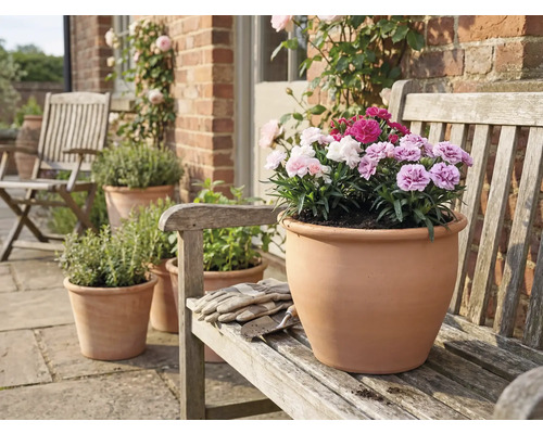 Ghiveci de teracotă cu garoafe pe o bancă de lemn în grădină.