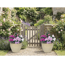 Scenă de grădină cu două ghivece plantate și poartă din lemn