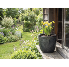 Narcise galbene în ghiveci texturat pe scândură de lemn în fața peisajului grădinii