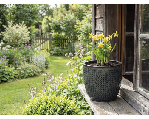 Narcise galbene în ghiveci texturat pe scândură de lemn în fața peisajului grădinii