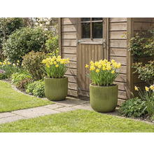 Doi ghivece plantate cu narcise galbene în fața unei cabane de grădină