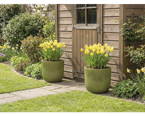 Doi ghivece plantate cu narcise galbene în fața unei cabane de grădină