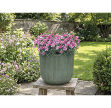 Ghiveci cu garoafe pe scaun de lemn în grădină