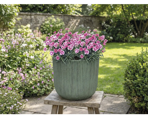 Ghiveci cu garoafe pe scaun de lemn în grădină