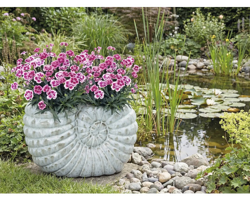 Scenă de grădină cu iaz și jardinieră plantată în formă de melc