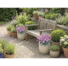 Grădină cu bancă de lemn, flori și plante în ghivece