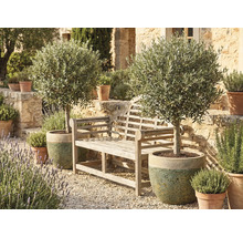 Scenă de grădină cu o bancă de lemn și doi măslini în ghivece