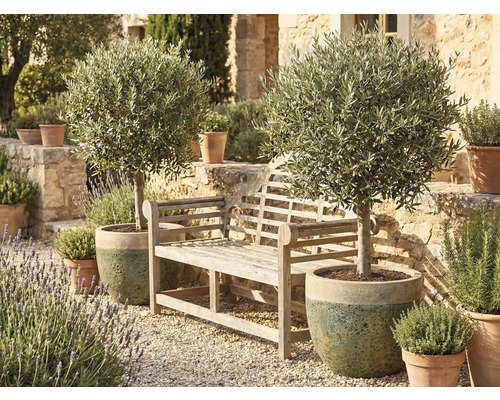 Scenă de grădină cu o bancă de lemn și doi măslini în ghivece
