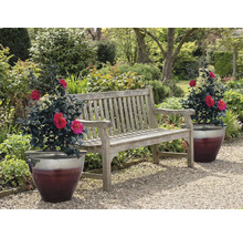 Bancă de grădină din lemn cu două plante în ghiveci în grădină