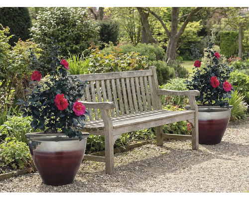 Bancă de grădină din lemn cu două plante în ghiveci în grădină