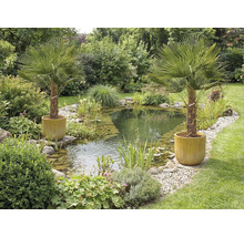 Lac de grădină cu vegetație de mal și doi palmieri în ghivece