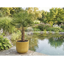 Palmă de cânepă chinezească într-un ghiveci în grădină lângă iaz