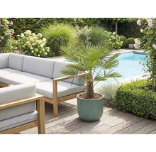 Exterior cu mobilier de grădină, piscină și plantă la ghiveci cu palmier evantai