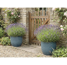 Două jardiniere texturate cu lavandă lângă un gard de grădină.