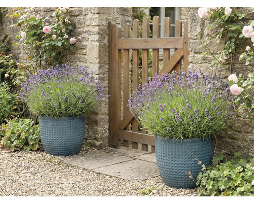 Două jardiniere texturate cu lavandă lângă un gard de grădină.