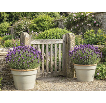 Grădină cu poartă de lemn și lavandă în ghivece