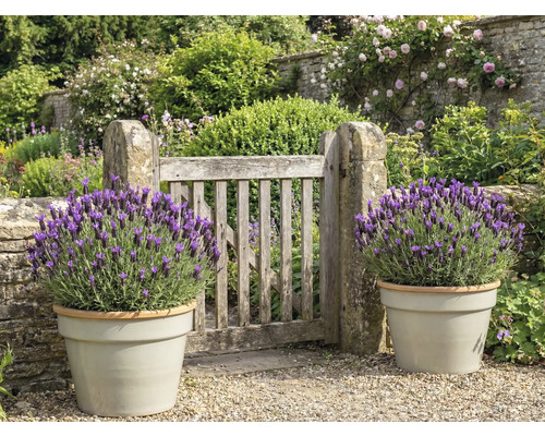 Grădină cu poartă de lemn și lavandă în ghivece