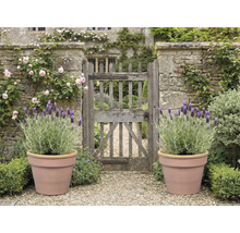 Grădină cu poartă de piatră, trandafiri, lavandă în ghivece și potecă de pietriș