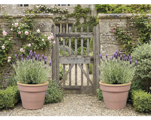 Grădină cu poartă de piatră, trandafiri, lavandă în ghivece și potecă de pietriș