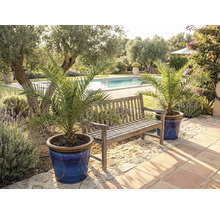 Scenă de grădină cu bancă din lemn și curmali în ghivece lângă piscină