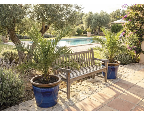 Scenă de grădină cu bancă din lemn și curmali în ghivece lângă piscină