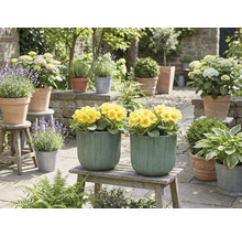 Scenă decorativă de grădină cu flori galbene în jardiniere