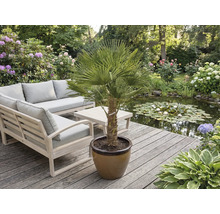 Scenă de grădină cu mobilier și un palmier în ghiveci pe o terasă de lemn lângă un iaz