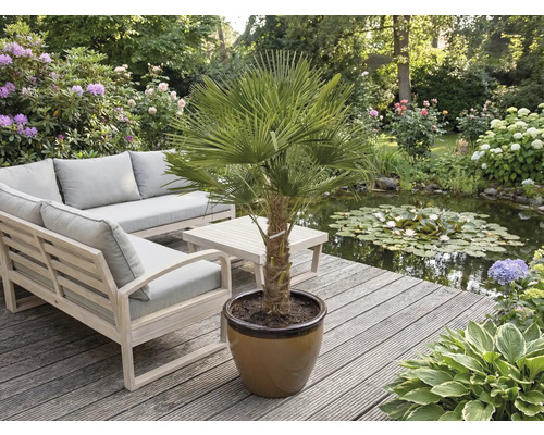 Scenă de grădină cu mobilier și un palmier în ghiveci pe o terasă de lemn lângă un iaz