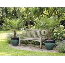 Scenă de grădină cu doi palmieri chinezești în ghivece și o bancă de lemn