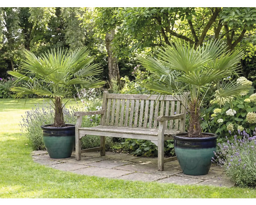 Scenă de grădină cu doi palmieri chinezești în ghivece și o bancă de lemn