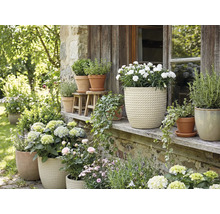 Aranjament floral cu plante în ghiveci în aer liber