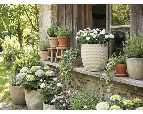 Aranjament floral cu plante în ghiveci în aer liber