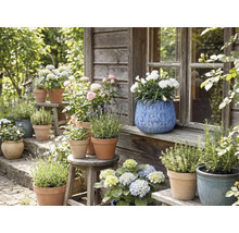 Vedere a grădinii cu flori și ierburi în ghivece pe bănci și scaune în fața unei case de lemn.