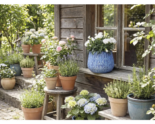 Vedere a grădinii cu flori și ierburi în ghivece pe bănci și scaune în fața unei case de lemn.