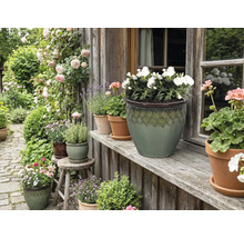 Grădină decorativă cu flori și plante în ghivece în fața unei case.