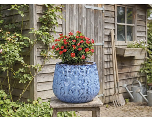 Ghiveci decorativ cu trandafir roșu pe un taburet de lemn în fața unui șopron de grădină.