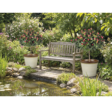 Grădină cu iaz, bancă și doi trandafiri în ghivece