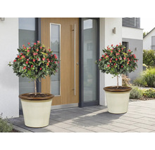 Doi trandafiri arborescenți cu flori roșii în jardiniere în fața unei uși de intrare.