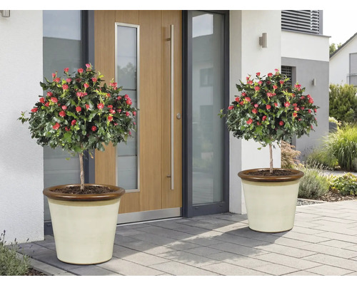 Doi trandafiri arborescenți cu flori roșii în jardiniere în fața unei uși de intrare.